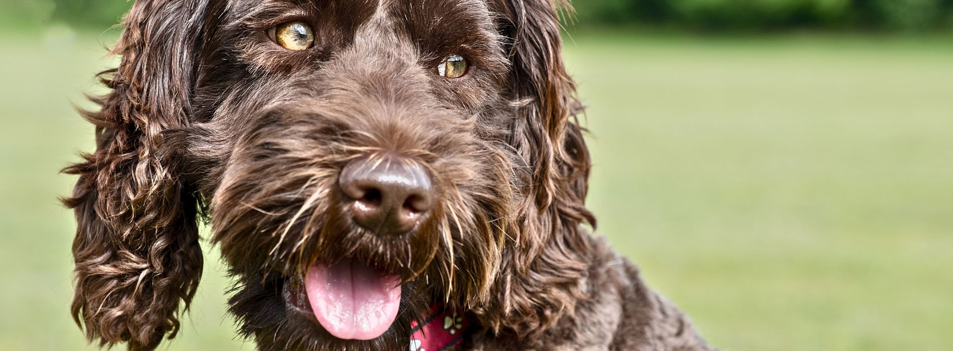 New Year's Resolutions to Help Your Labradoodle Live Longer