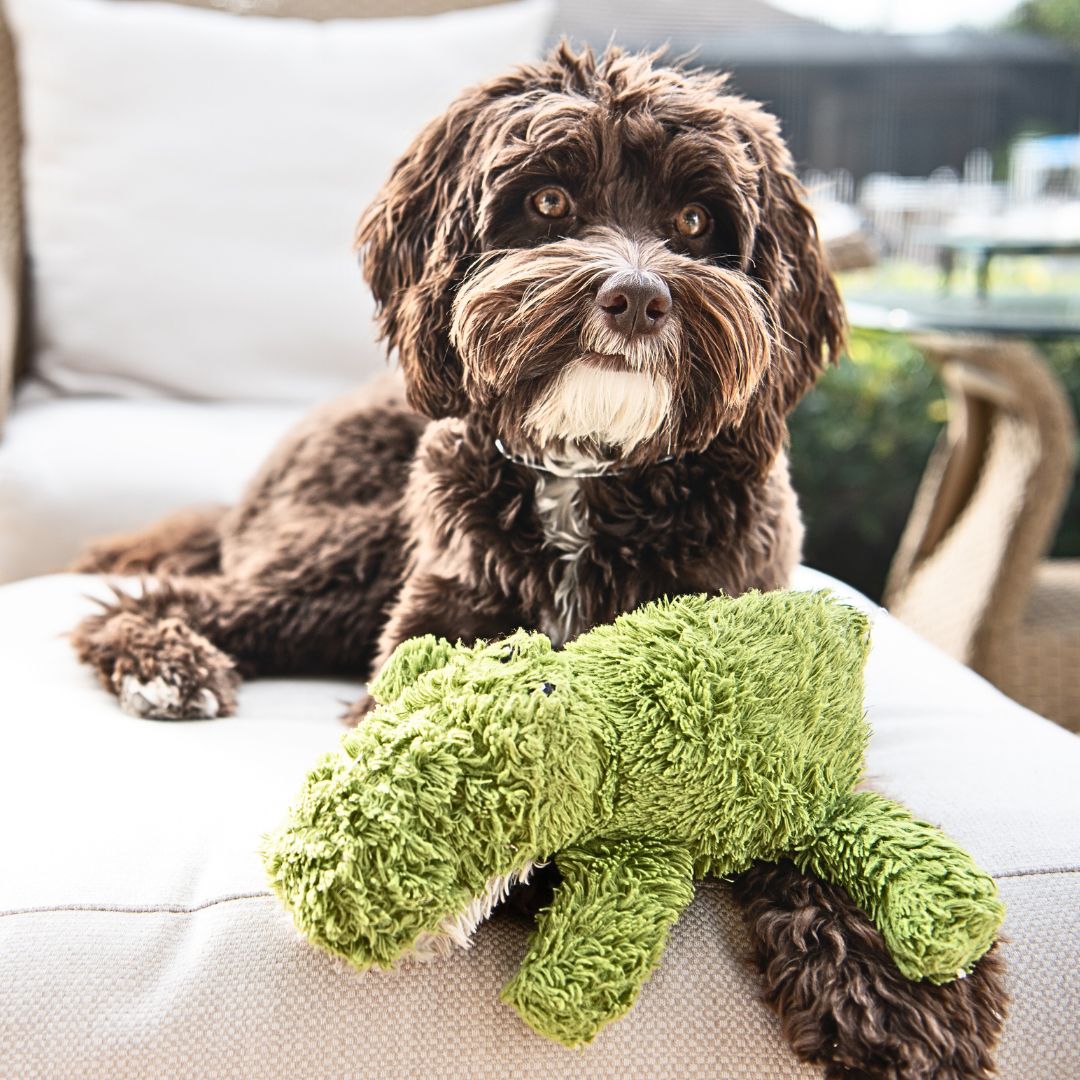 Provide Mental Stimulation and Enrichment Activities for your Labradoodle