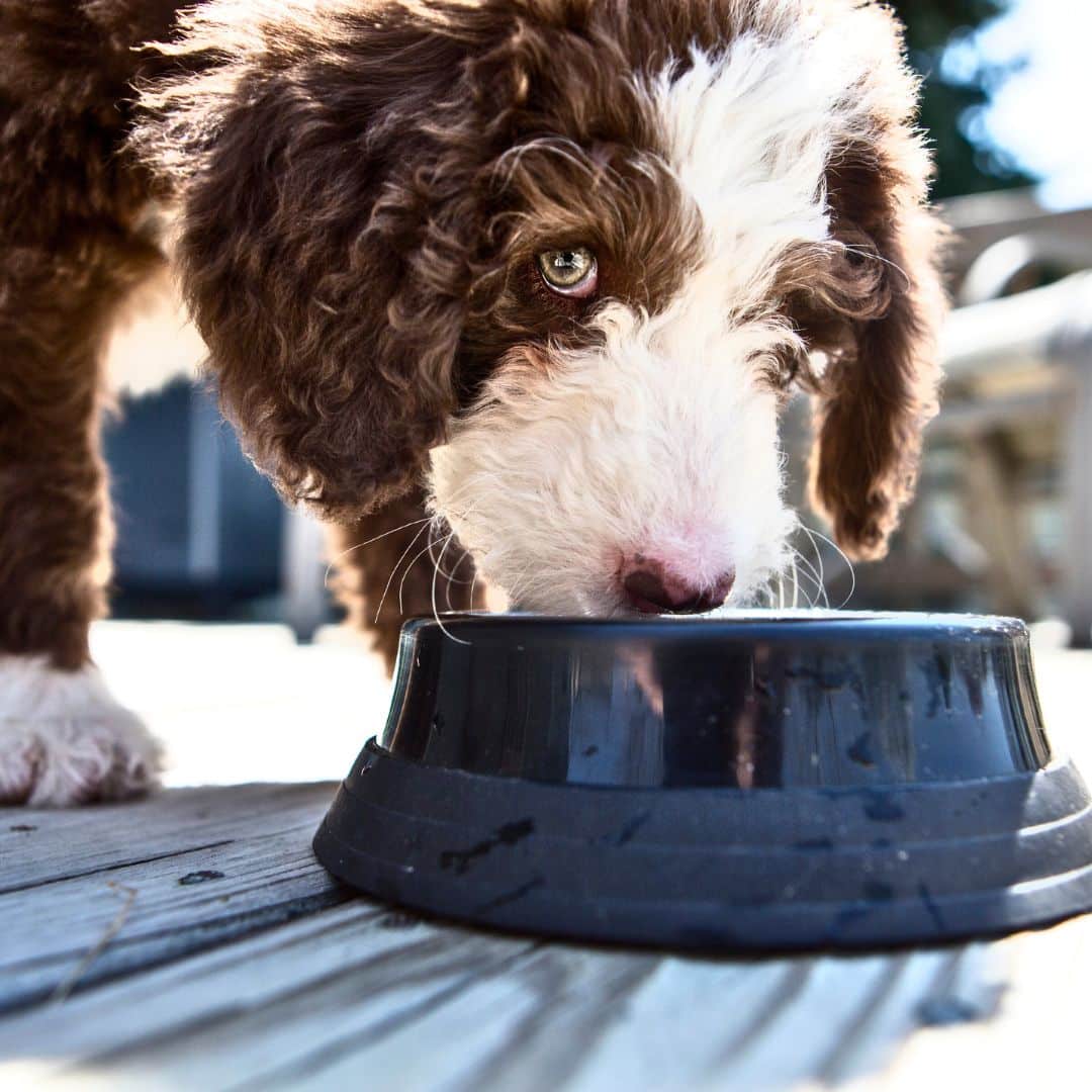 Provide a Balanced Nutritious Diet for Your Labradoodle