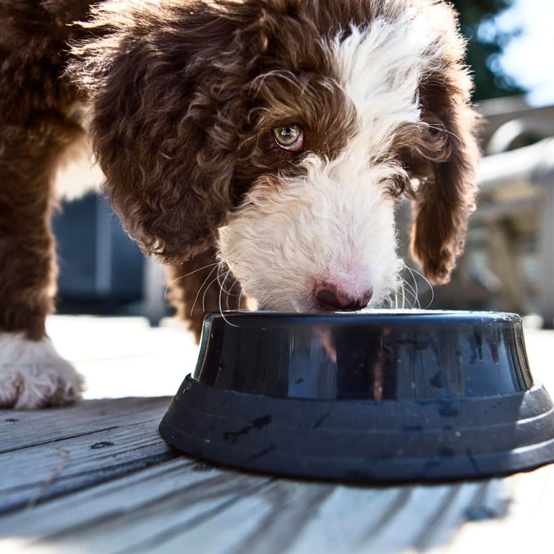 Puppy Pet Food