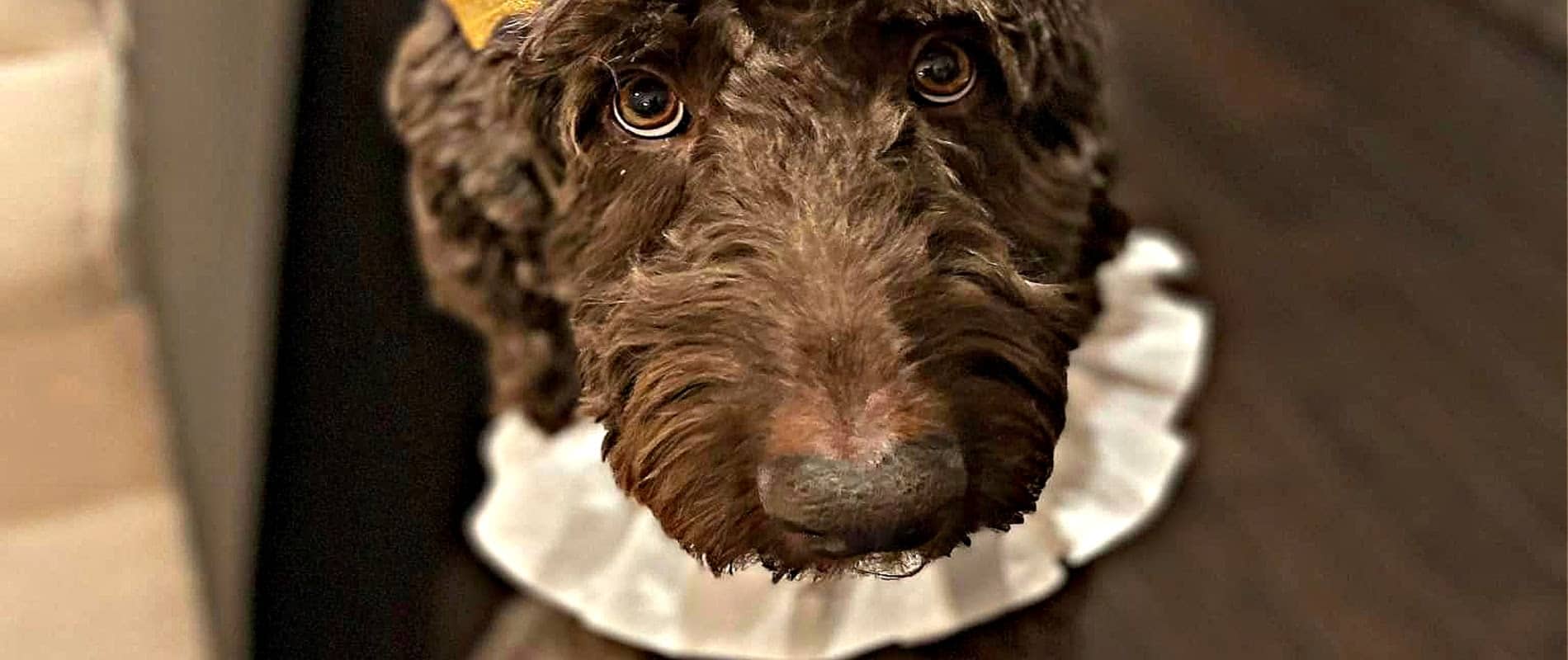 Testimonials at Cucciolini Labradoodles in Ontario  Testimonials at Cucciolini Labradoodles in Ontario