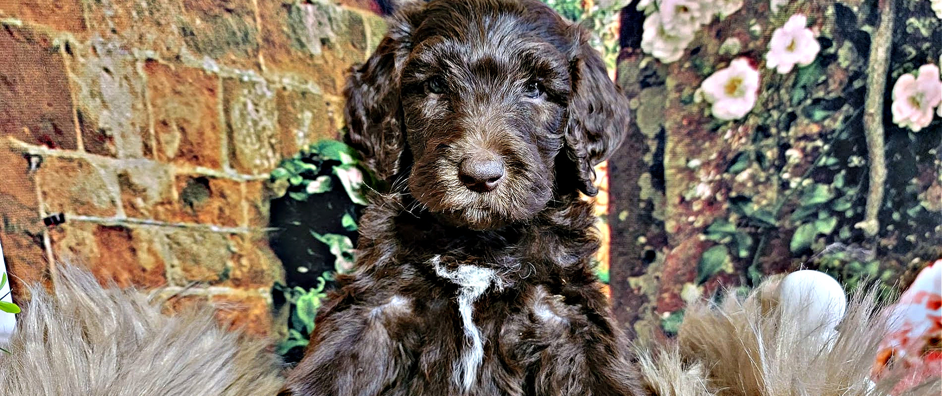 The F1b Labradoodle