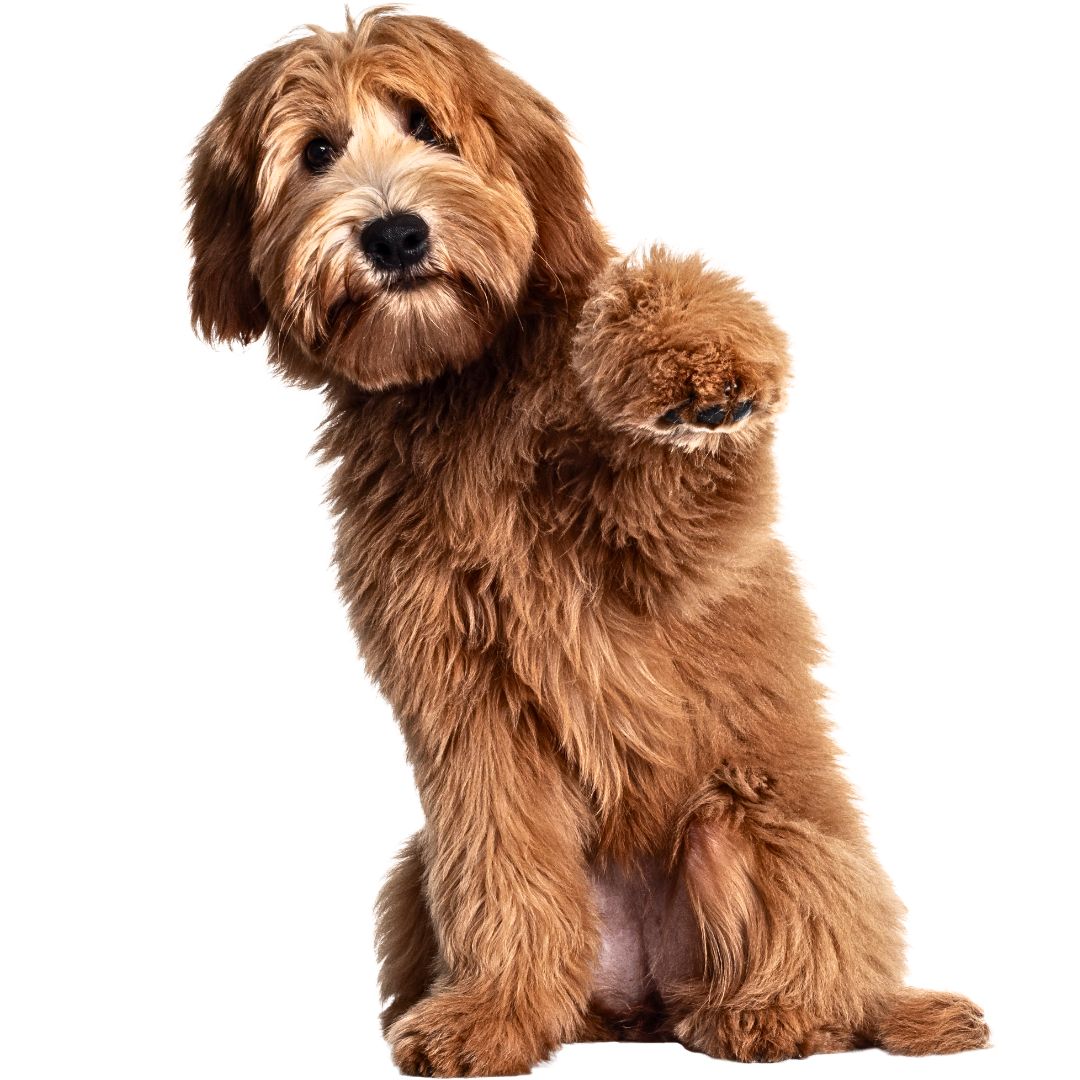 Training Tips for Your F1B Labradoodle From Basic Commands to Advanced Skills