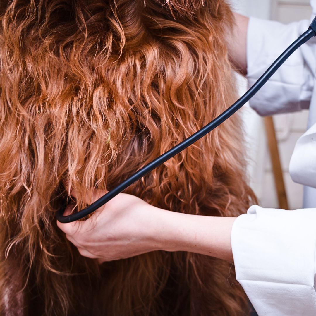 Vet Visits and Health Care: Keeping Your Labradoodle Puppy Happy & Healthy