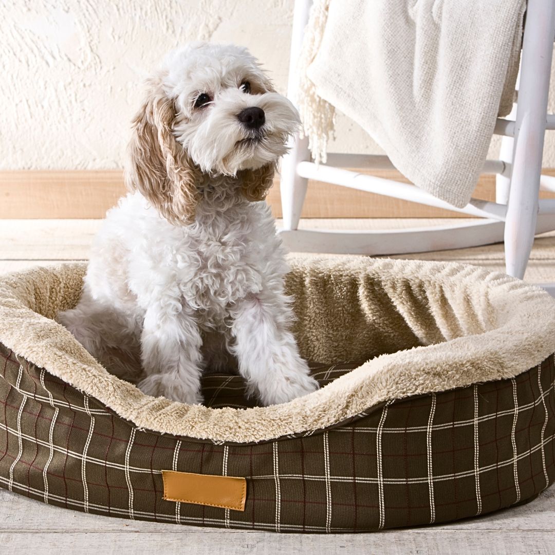 Welcome Home: Creating a Safe and Comfortable Environment for Your Labradoodle Puppy
