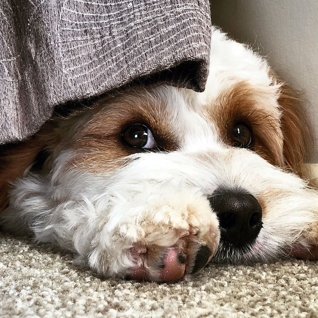 labradoodle puppy portrait