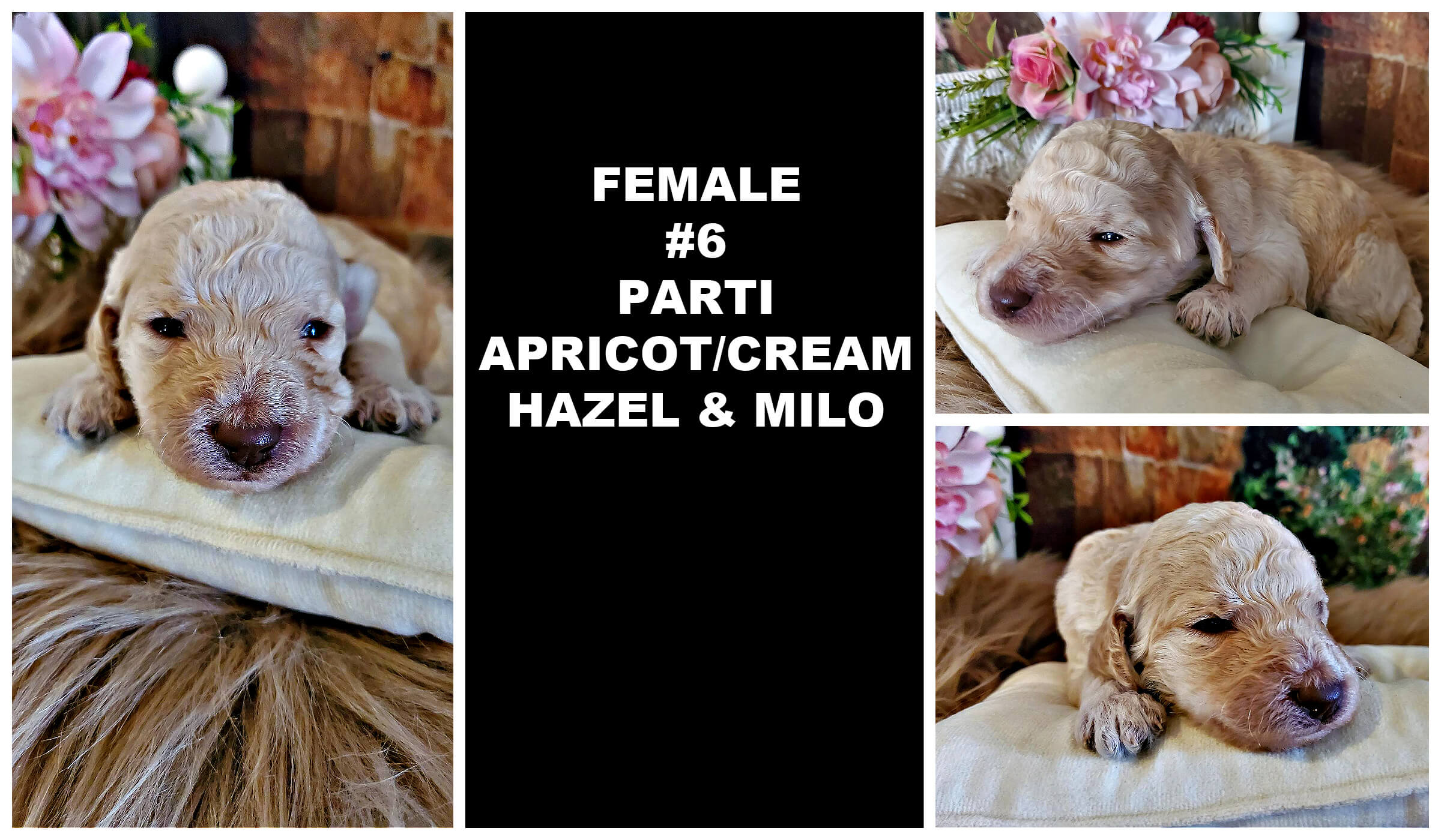 FEMALE #6 PARTI APRICOT_CREAM HAZEL AND MILO.