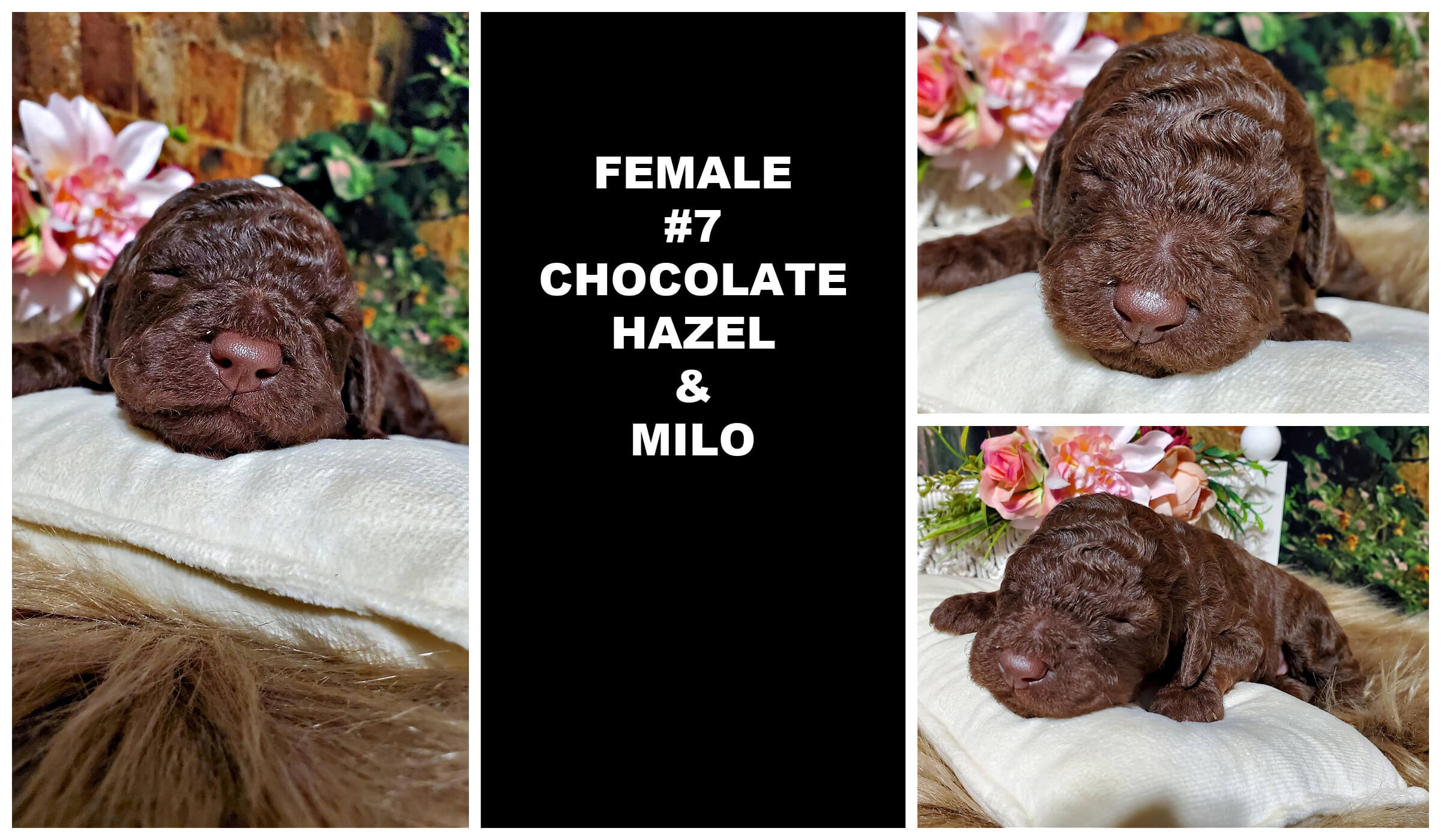 FEMALE #7 CHOCOLATE HAZEL & MILO.