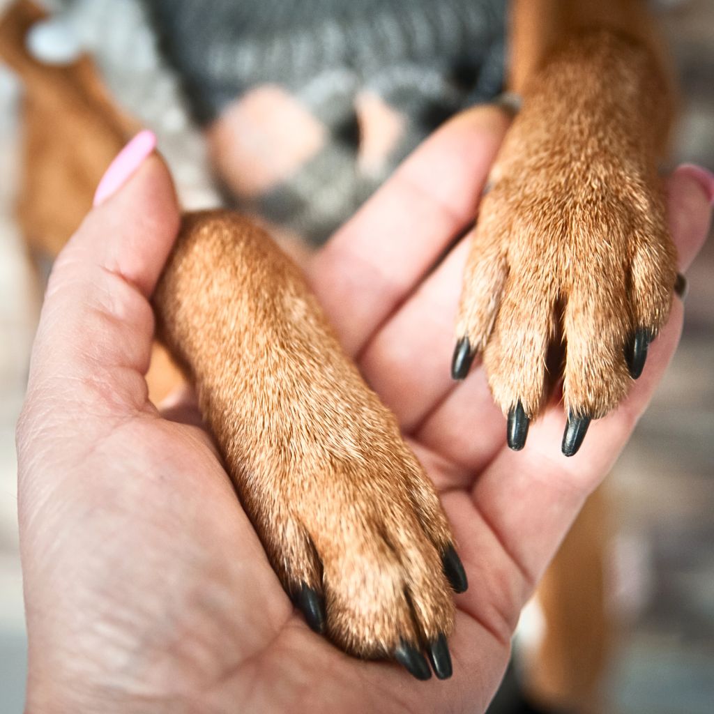 How often should I trim my puppy's nails?