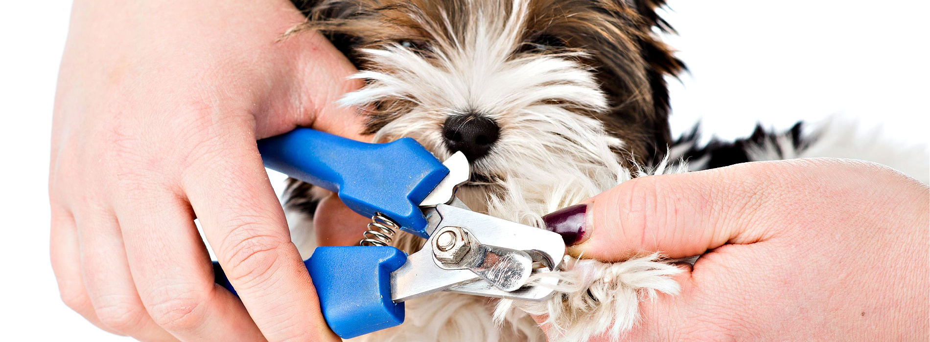 How to Trim Puppy Nails