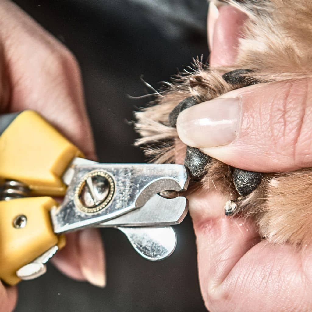 View of How to Trim Puppy Nails - Cucciolini Doodles