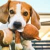 Best Dog Puzzles & Toys for Mental Stimulation  Best Dog Puzzles & Toys for Mental Stimulation