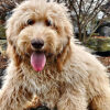 Do Labradoodles Shed My Grooming Experience Revealed