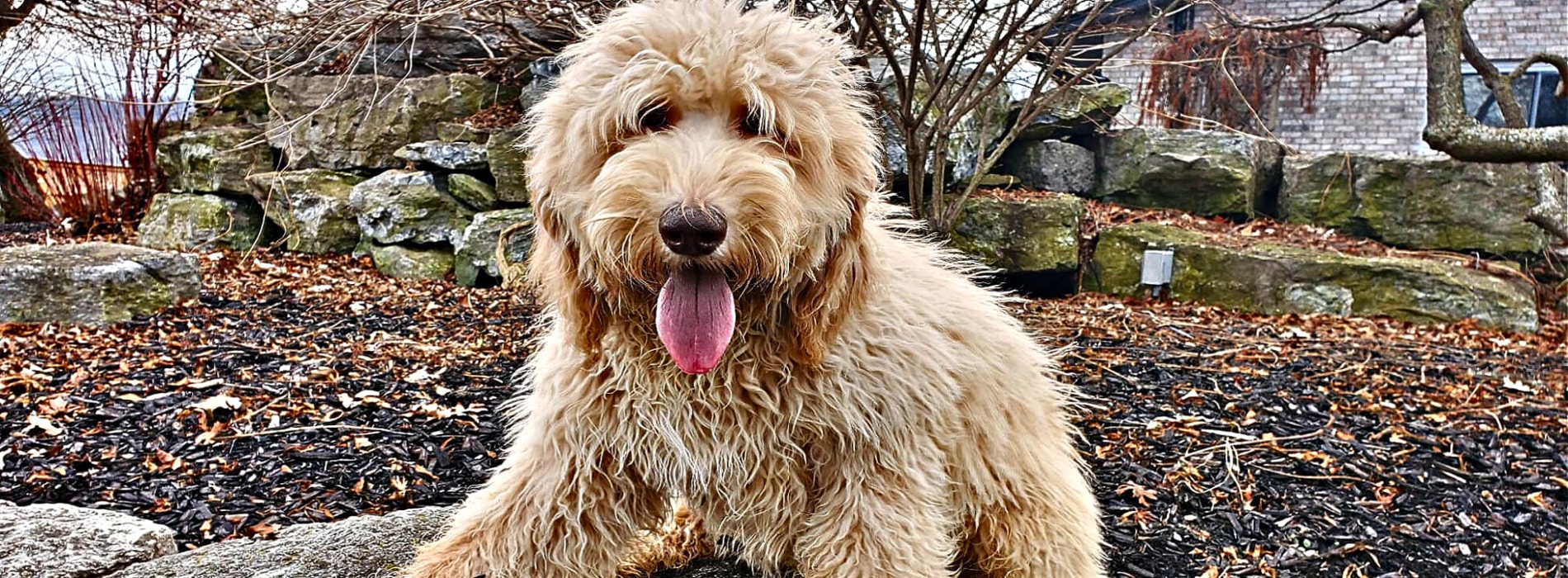 Do Labradoodles Shed My Grooming Experience Revealed