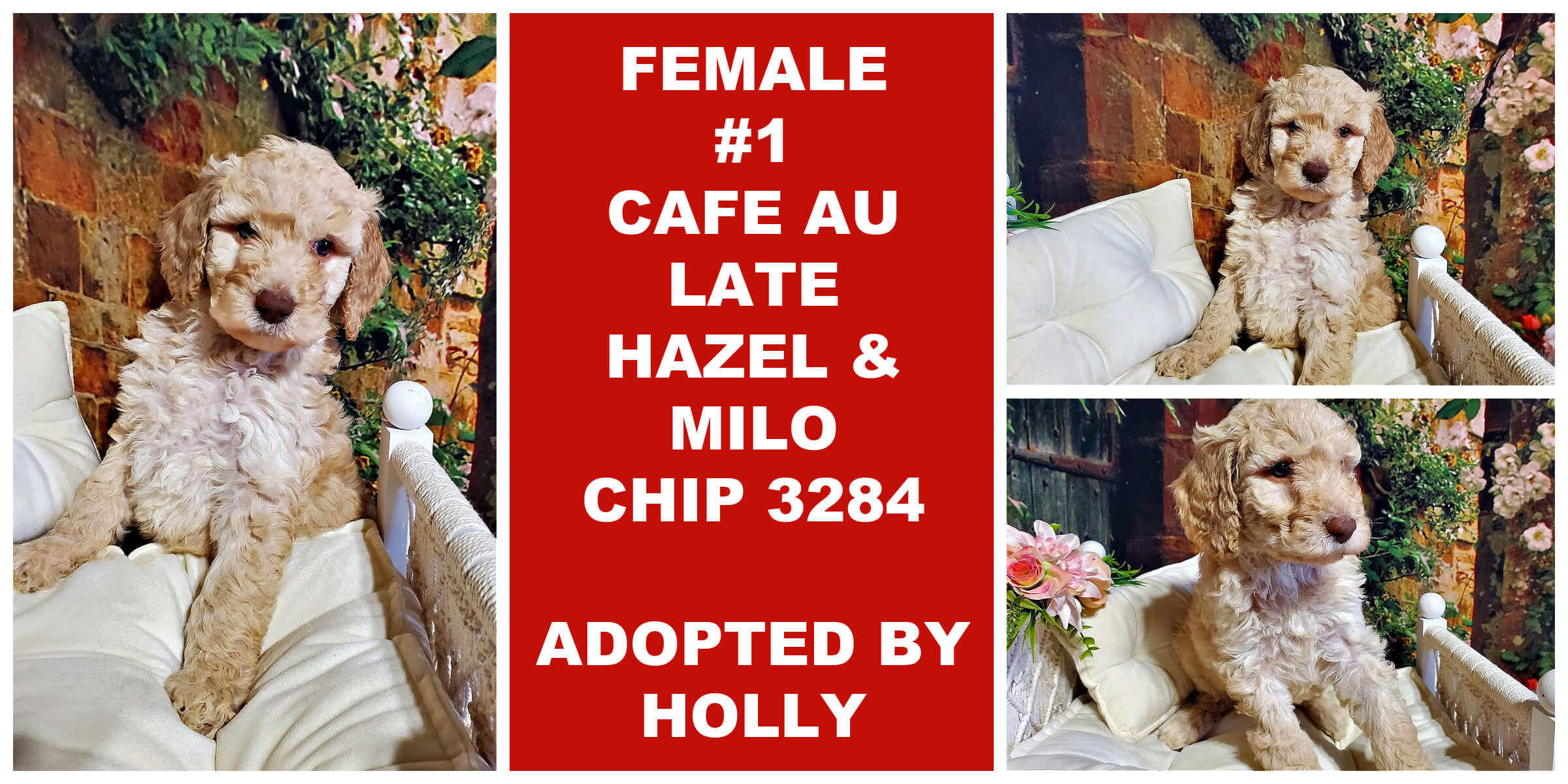 FEMALE # 1 CAFE AU LATE HAZEL & MILO CHIP 3284..