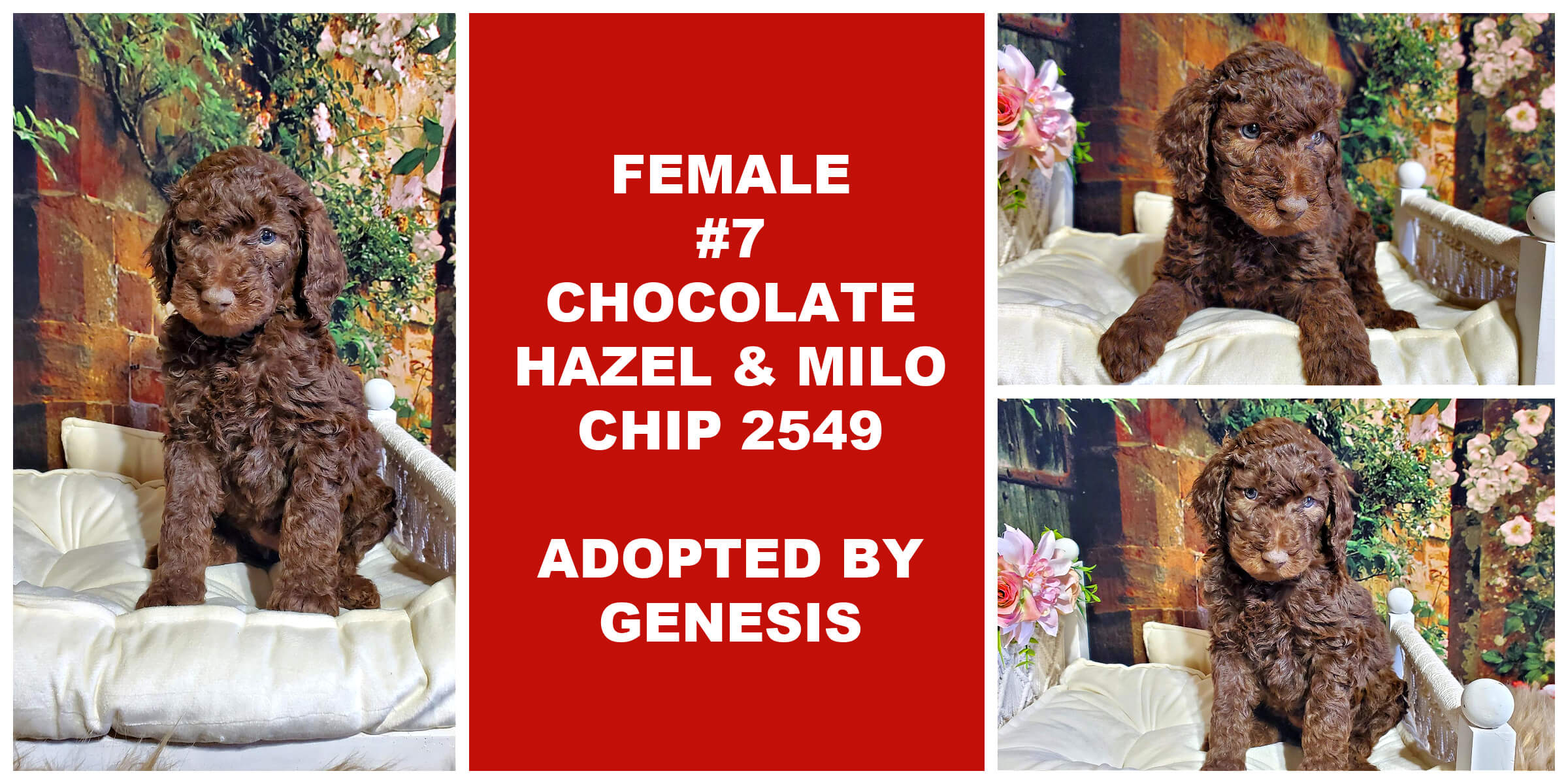 FEMALE # 7 CHOCOLATE HAZEL & MILO CHIP 2549..