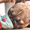 Healthy Homemade Treats for Dogs – Easy Recipes  Healthy Homemade Treats for Dogs – Easy Recipes