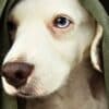 How to Keep Your Dog Calm During Fireworks  How to Keep Your Dog Calm During Fireworks