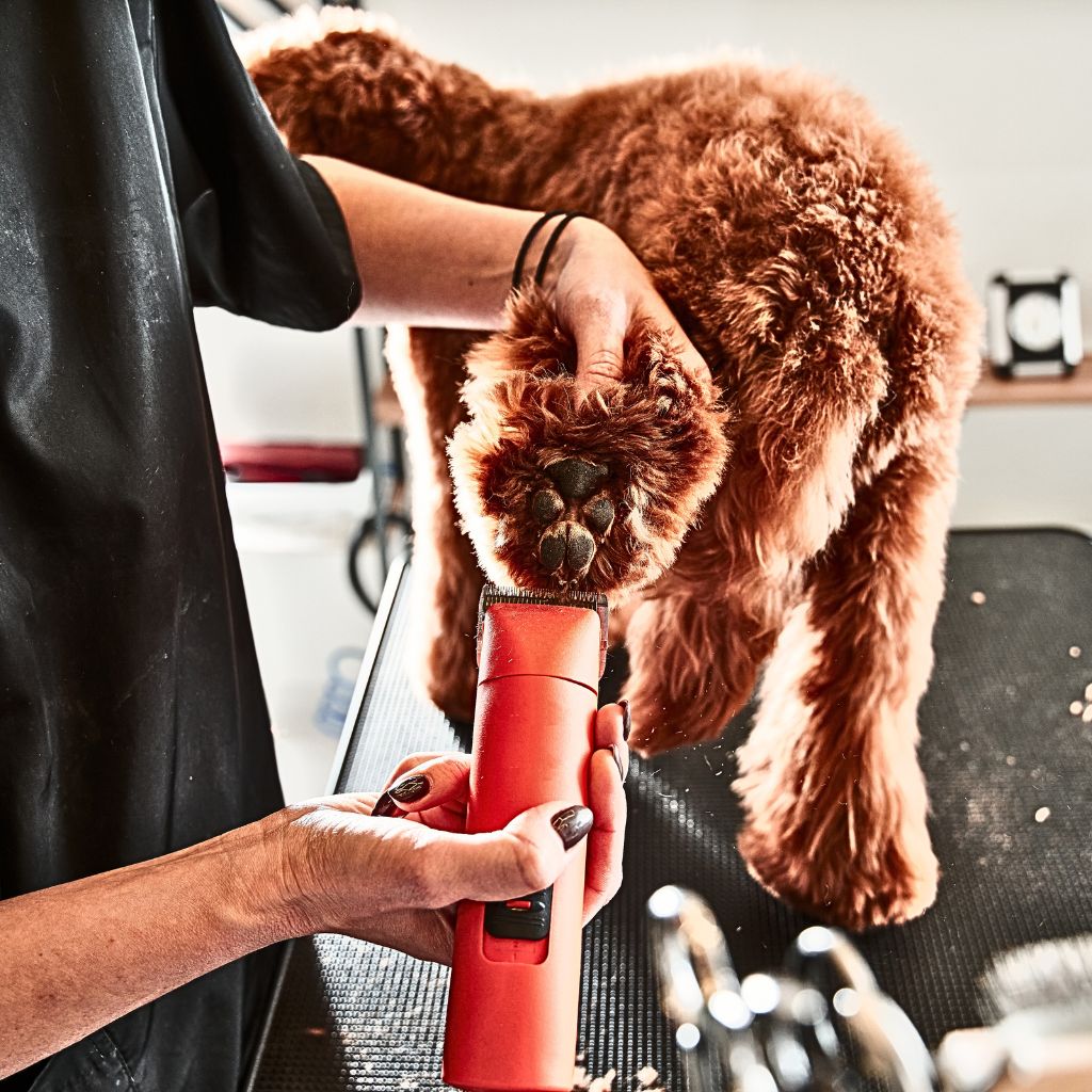 Labradoodle Grooming Requirements