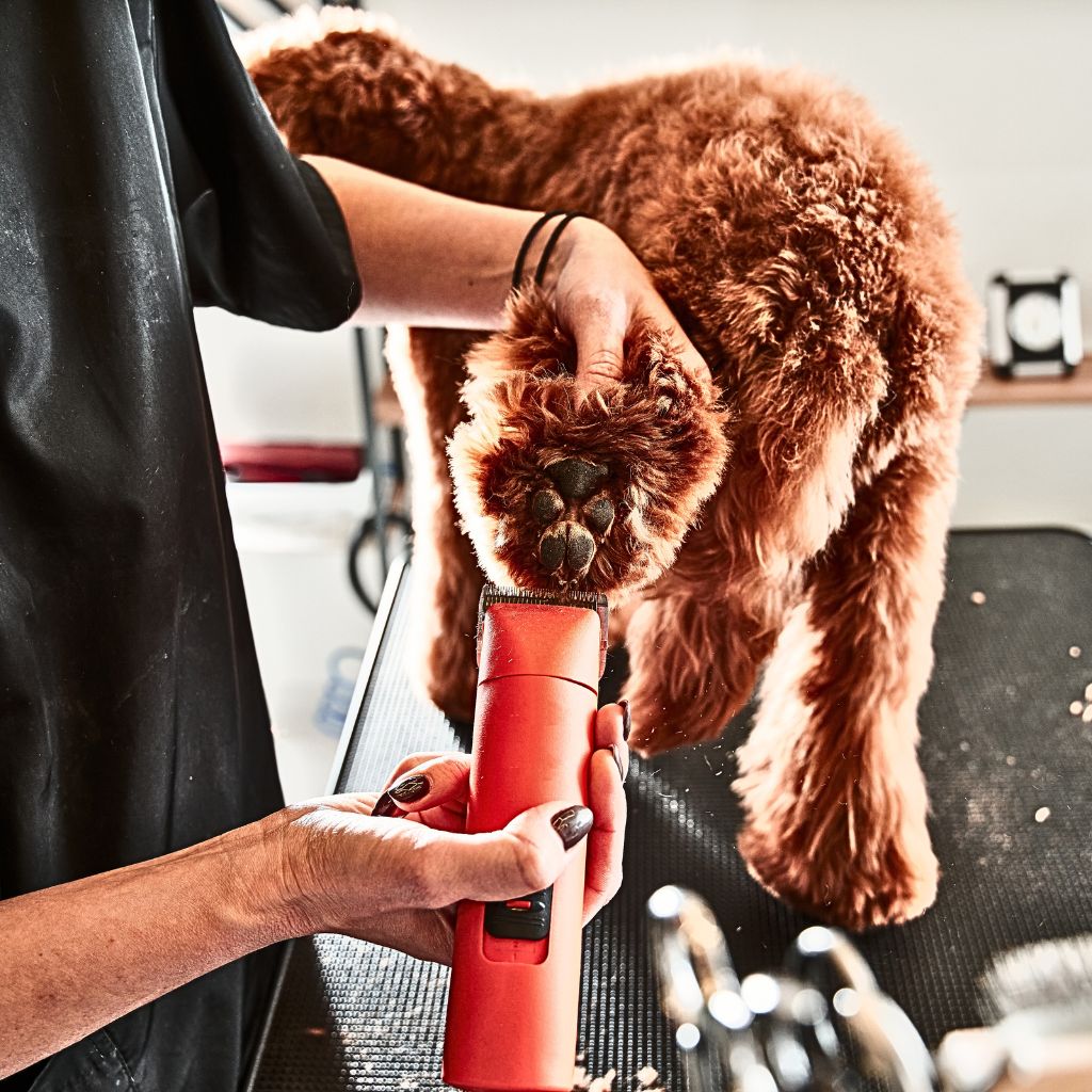 Labradoodle Grooming Requirements - Cucciolini Doodles Labradoodle Grooming Requirements