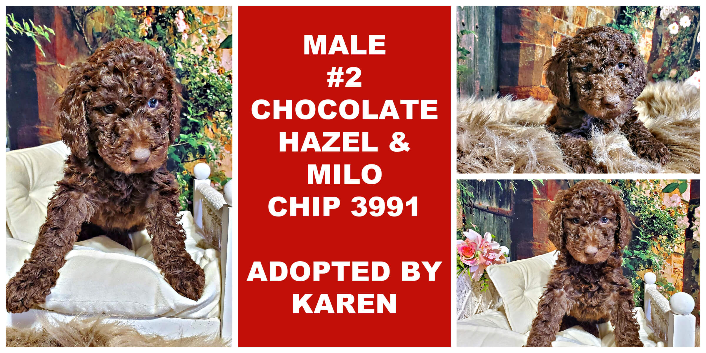 MALE # 2 CHOCOLATE HAZEL & MILO CHIP 3991..