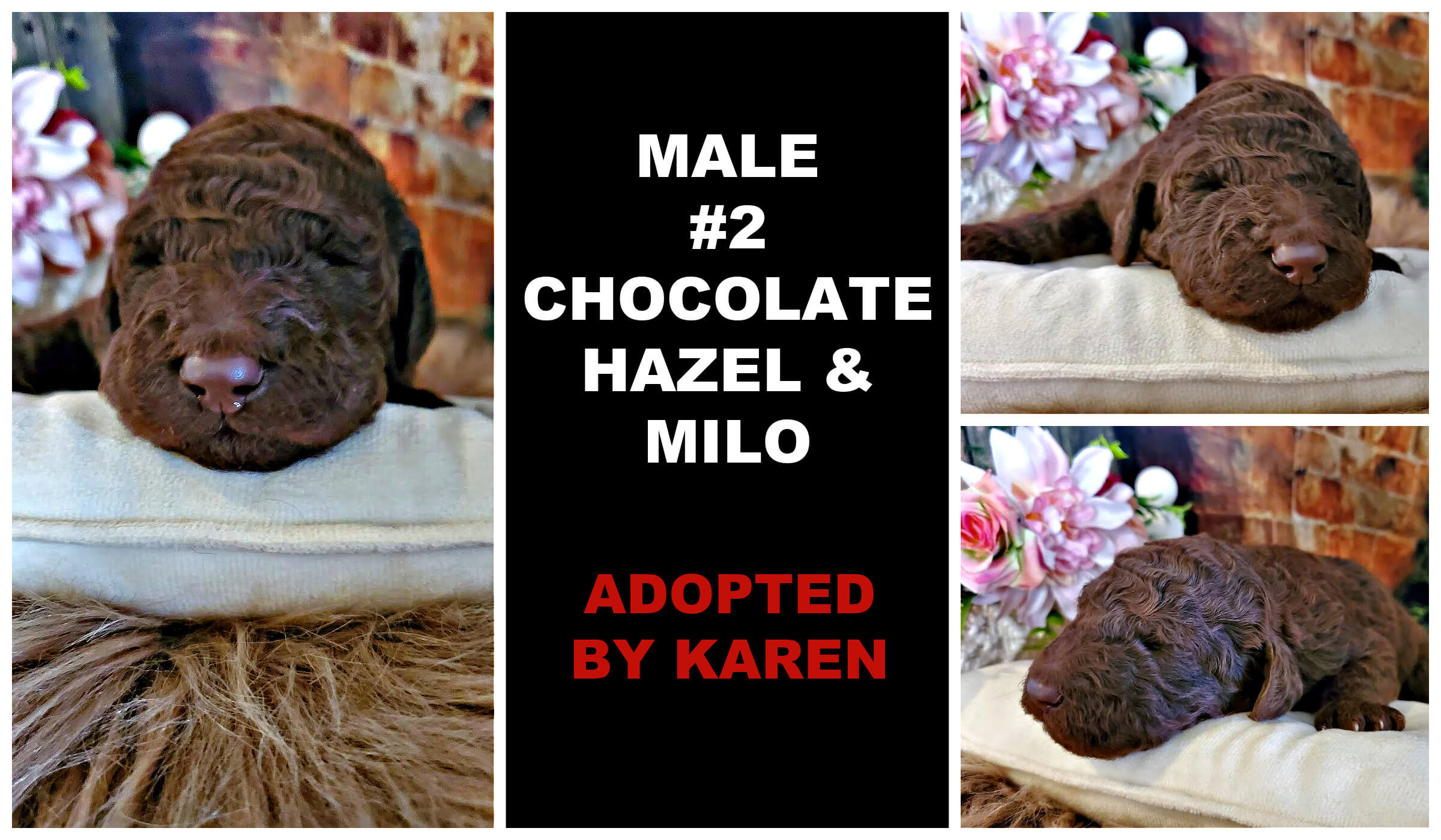 MALE #2 CHOCOLATE HAZEL & MILO