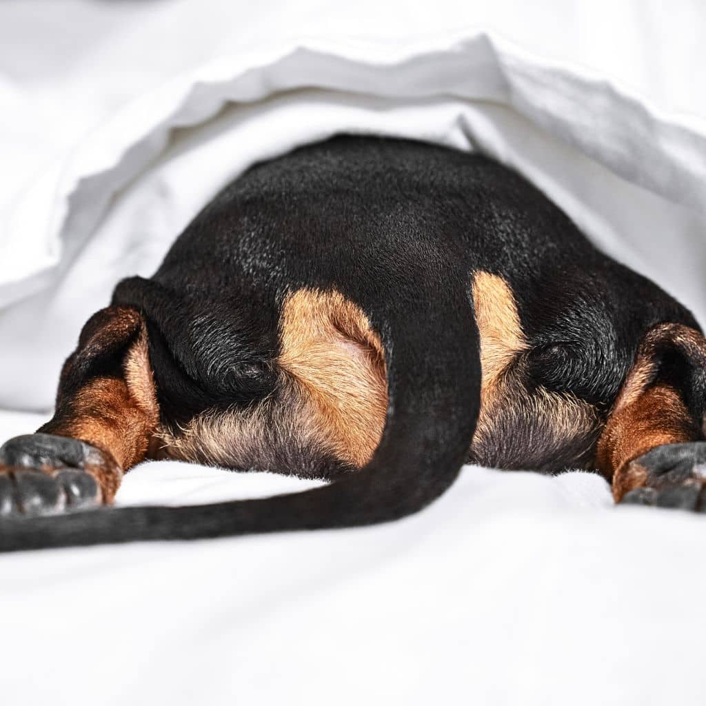 Understanding Your Dog's Fear of Fireworks