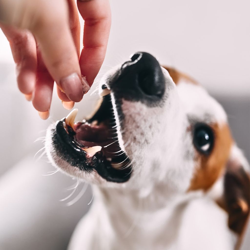 dog-liver-bites-treats