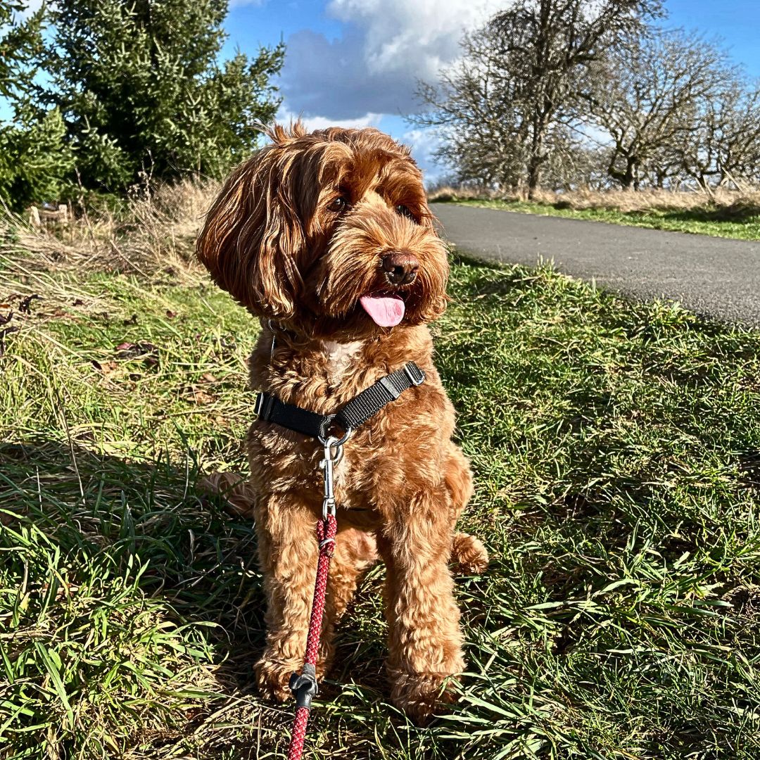 How to train a Labradoodle?