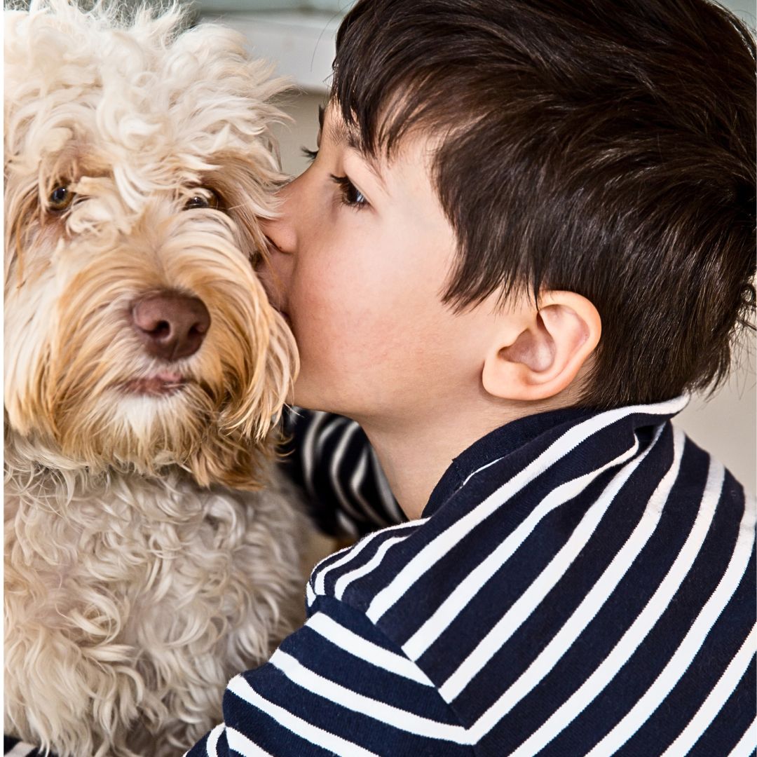 Labradoodles are incredibly versatile and can perform a variety of service roles, including
