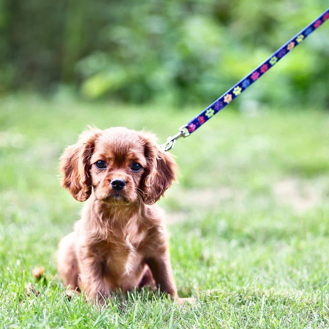 Use The Leash Correctly!