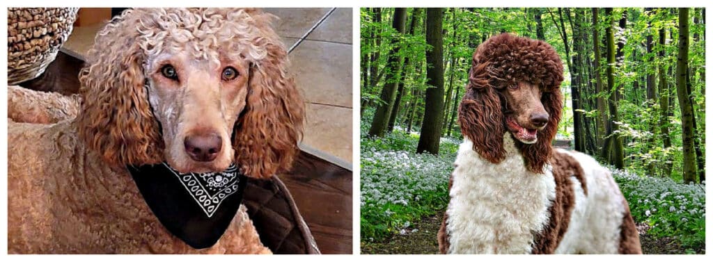 gracie_and_Milo_labradoodles_by_cucciolini.  gracie_and_Milo_labradoodles_by_cucciolini.