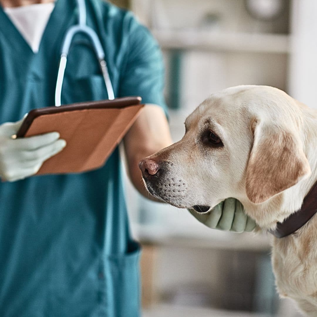 Administering Bordetella Vaccine