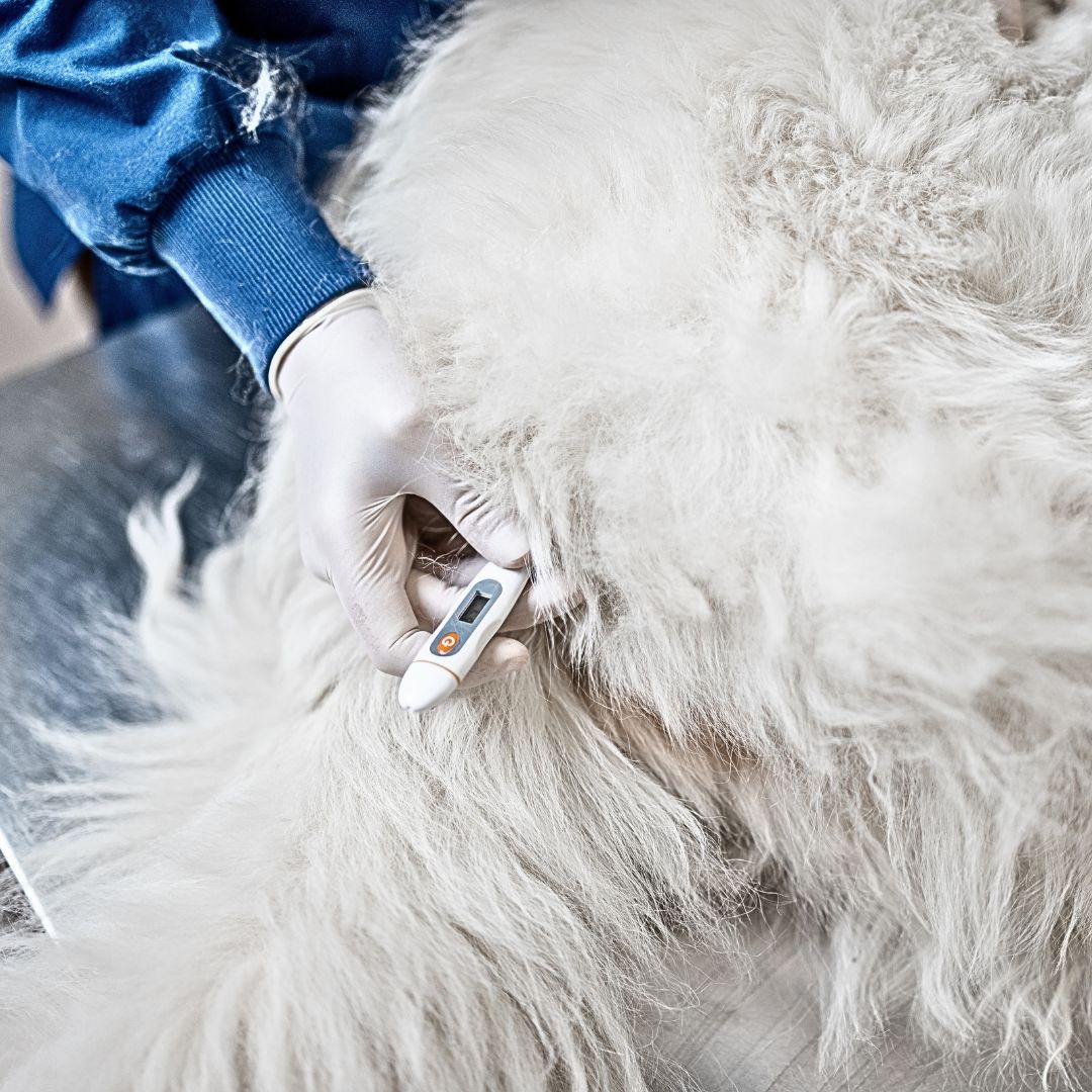 A person holding a thermometer to a dog.