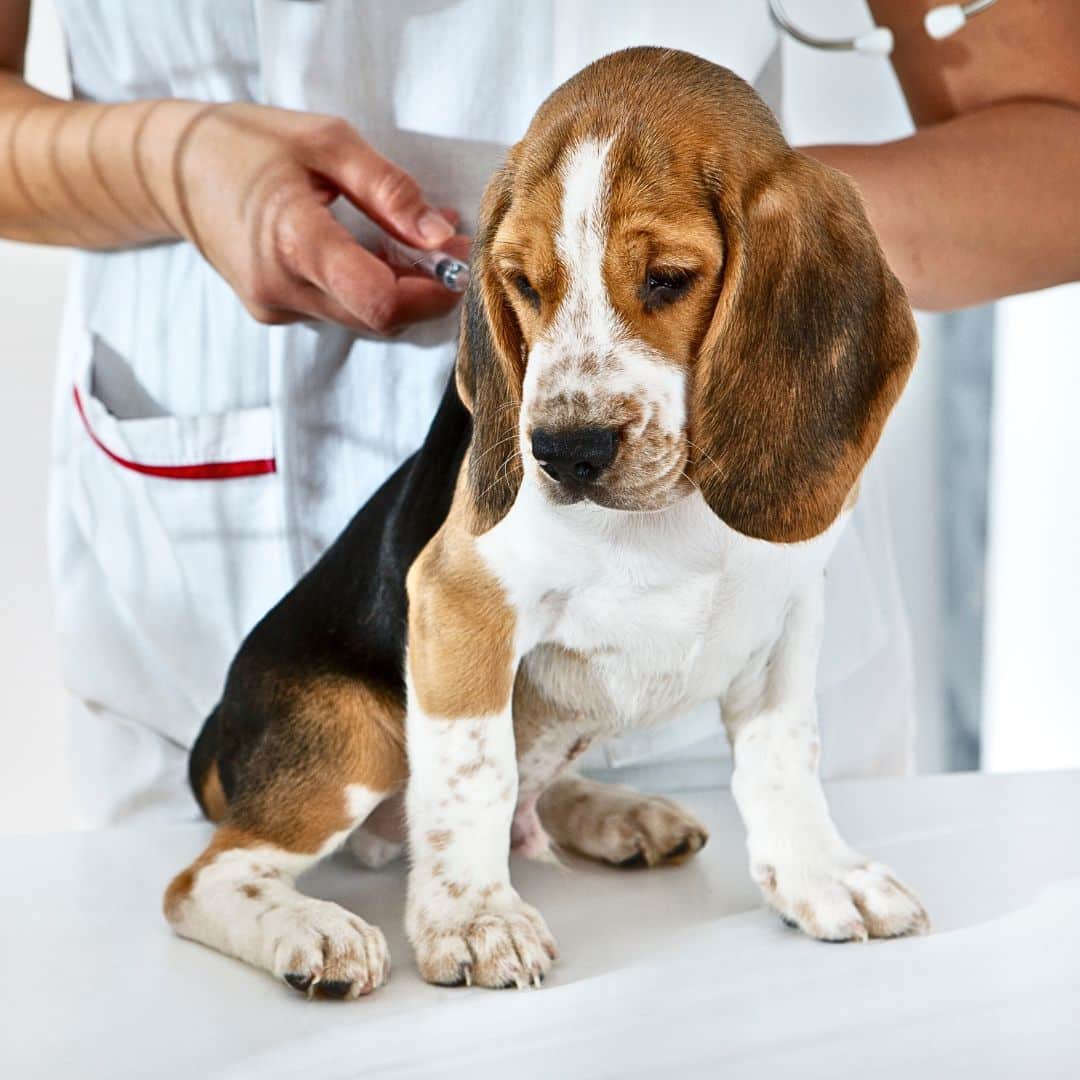 Dog receiving bordetella vaccine