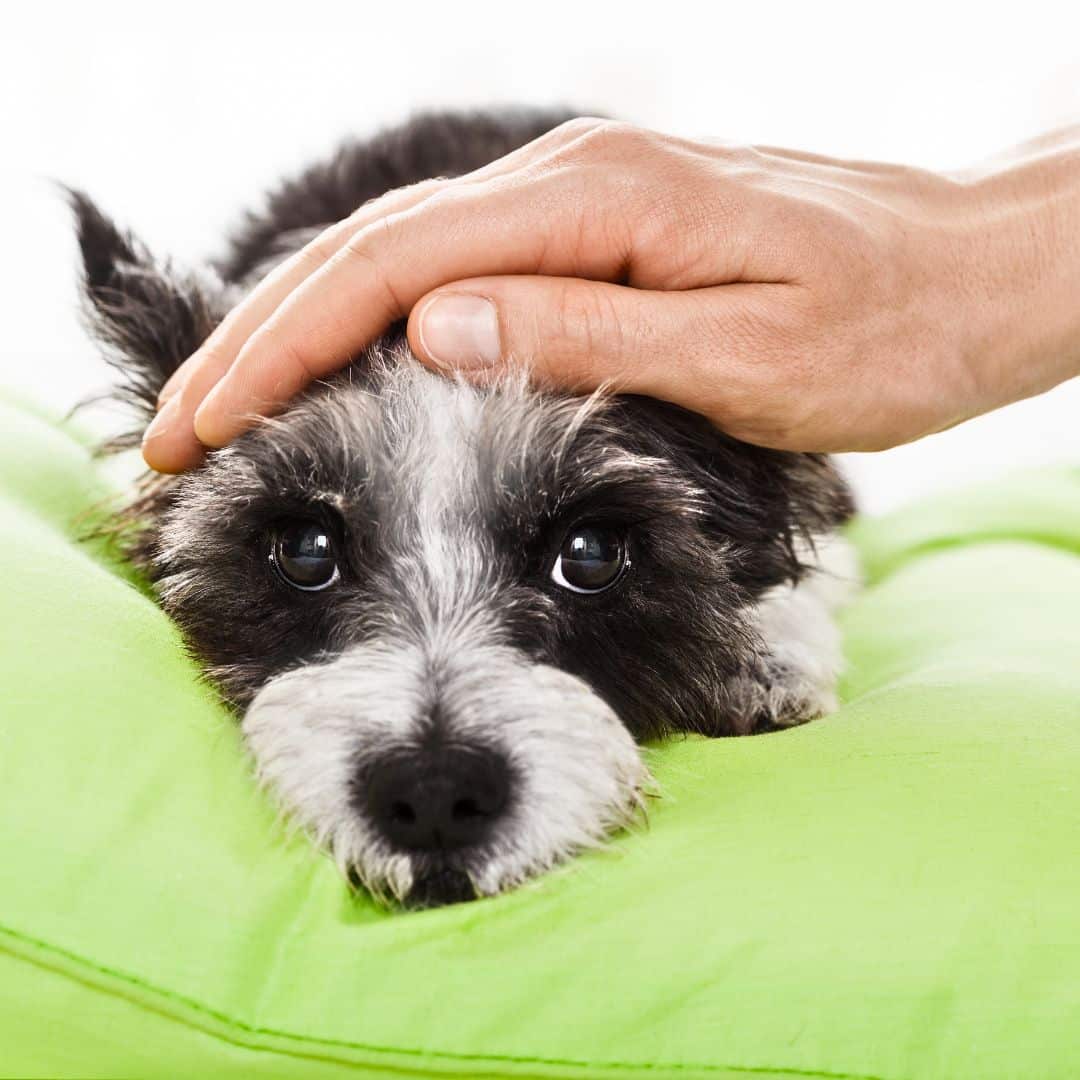 Fever in puppies. A hand touching a dog's head