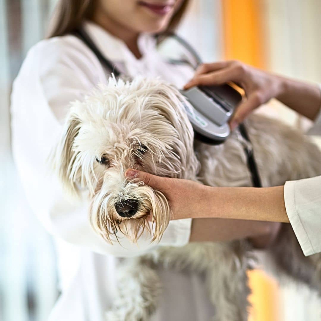 A woman holding a dog for a Microchipping Procedure