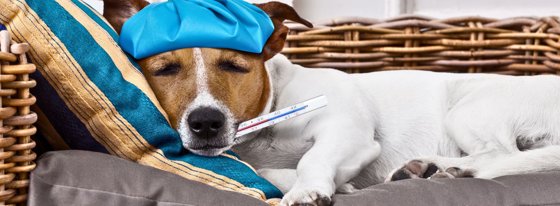 A dog with a thermometer in its mouth  Recognizing Signs of Fever in Dogs