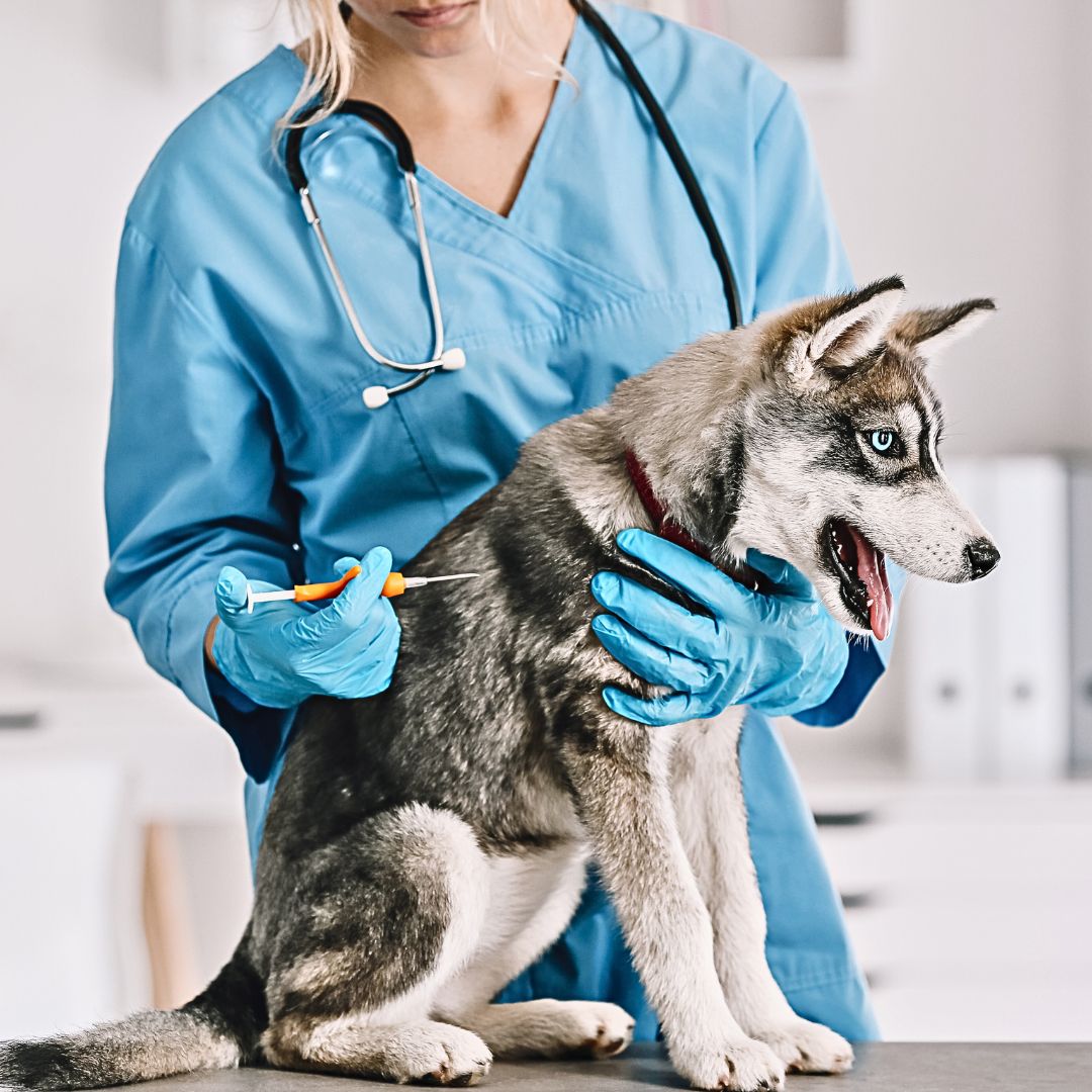 Veterinarian Microchip Services