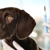 A dog being vaccinated by a syringe for the Bordetella Vaccine.