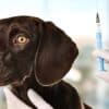 A dog being vaccinated by a syringe for the Bordetella Vaccine.  What is Bordetella Vaccine for Dogs Facts, Uses, Side Effects