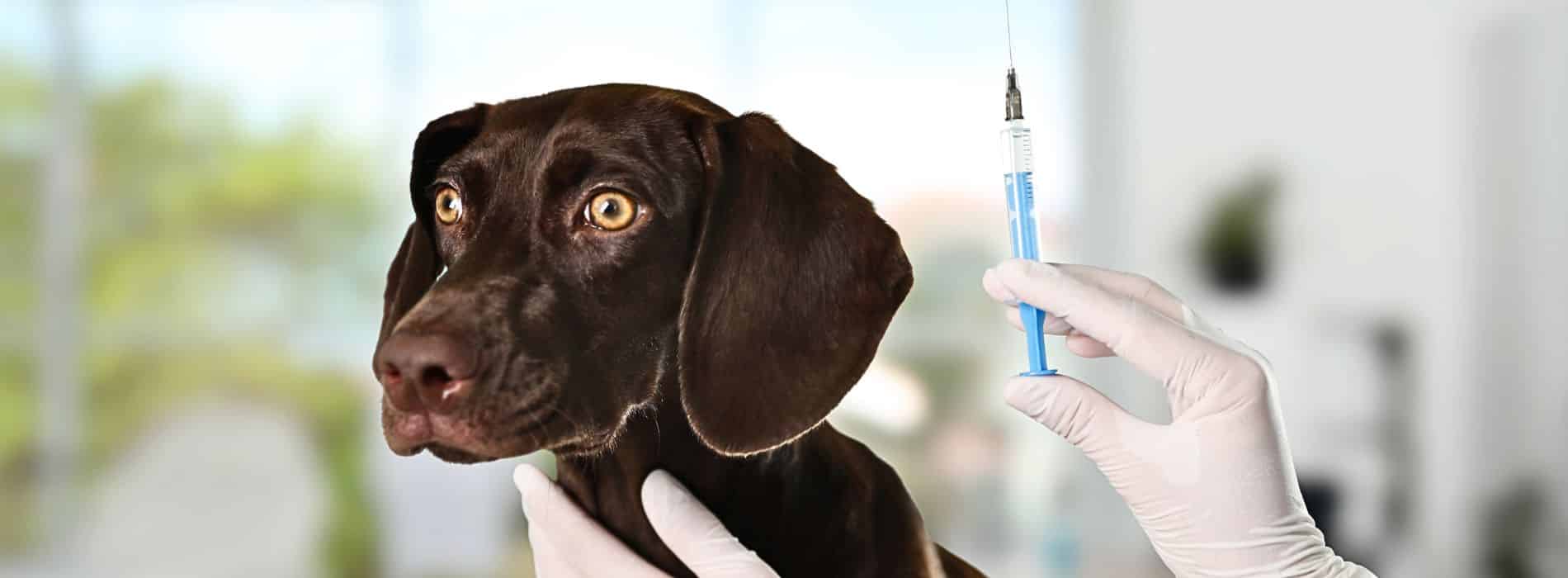 A dog being vaccinated by a syringe for the Bordetella Vaccine.