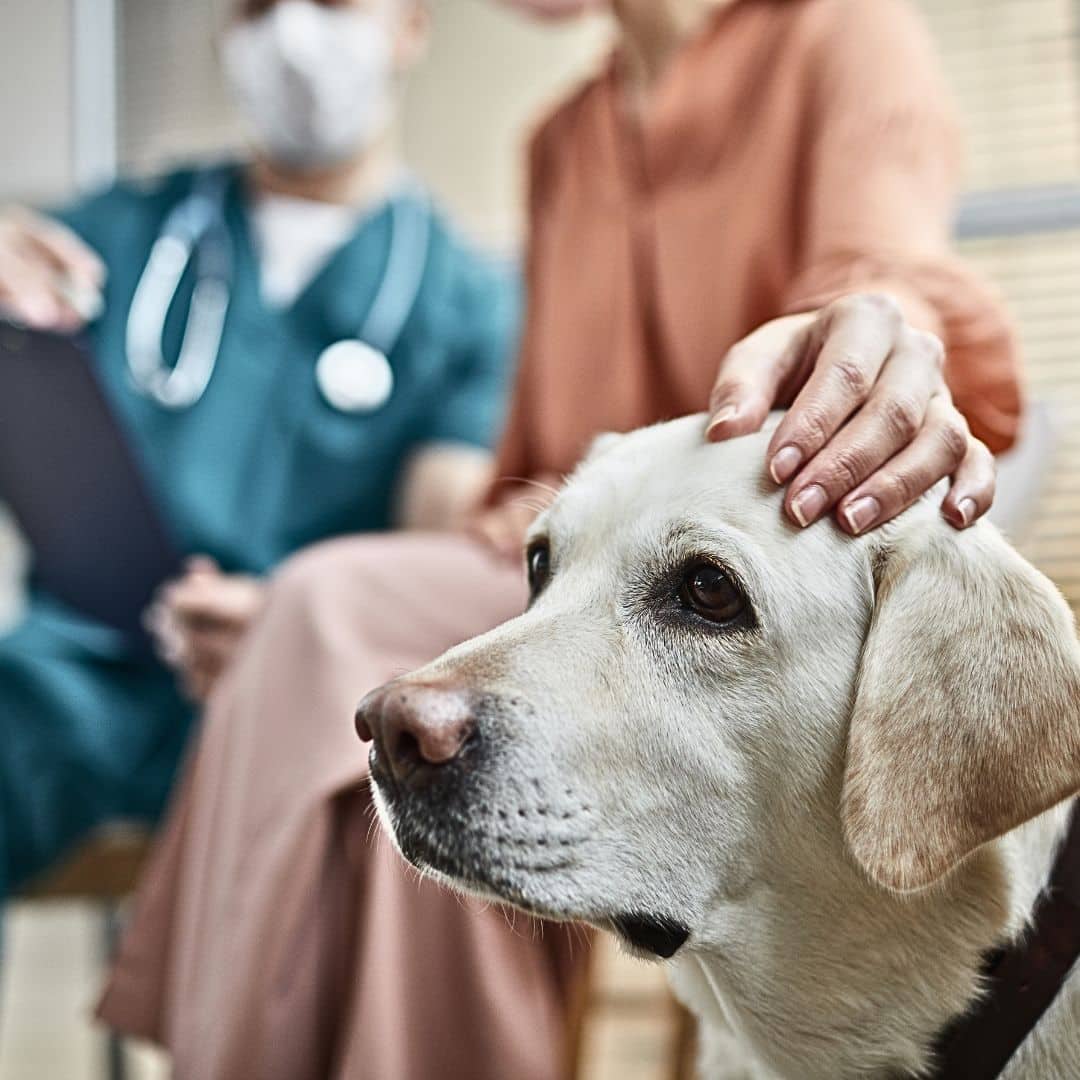 benefits of bordetella vaccination