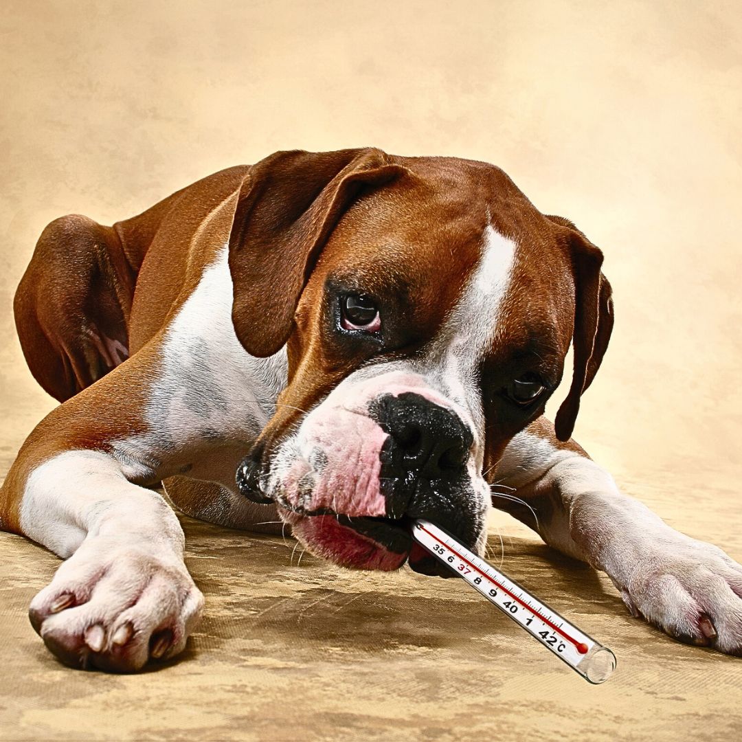 A dog lying on the ground with a thermometer in its mouth.