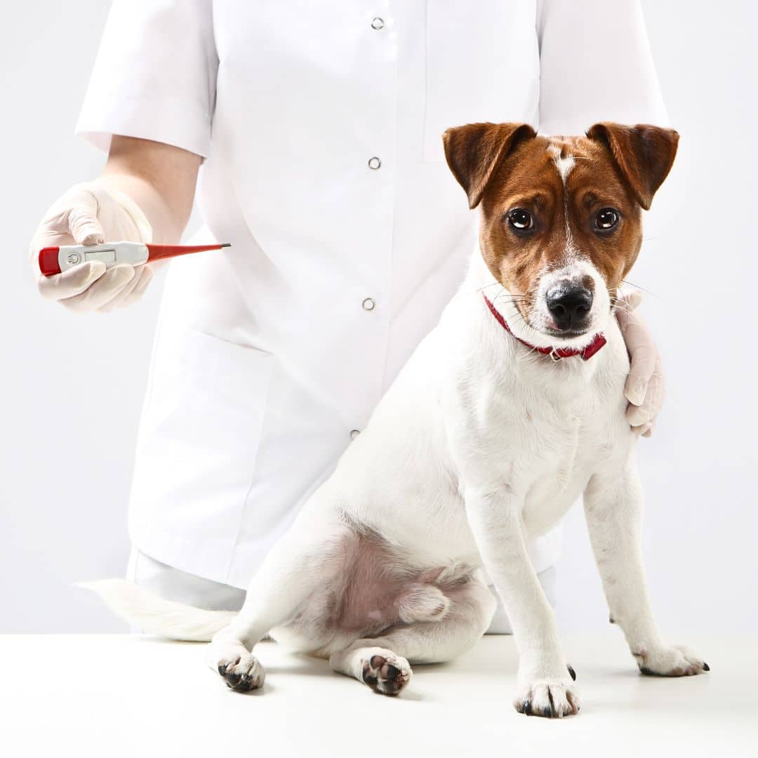 A dog sitting on a table with a thermometer