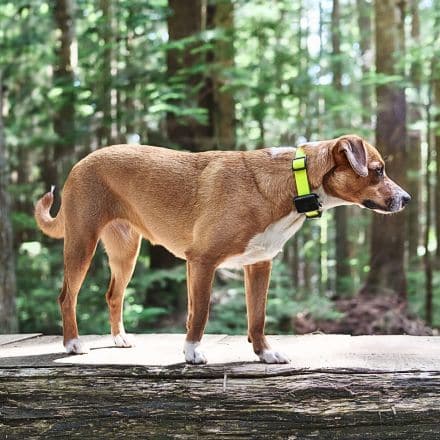 ID TAGS & TRACKERS