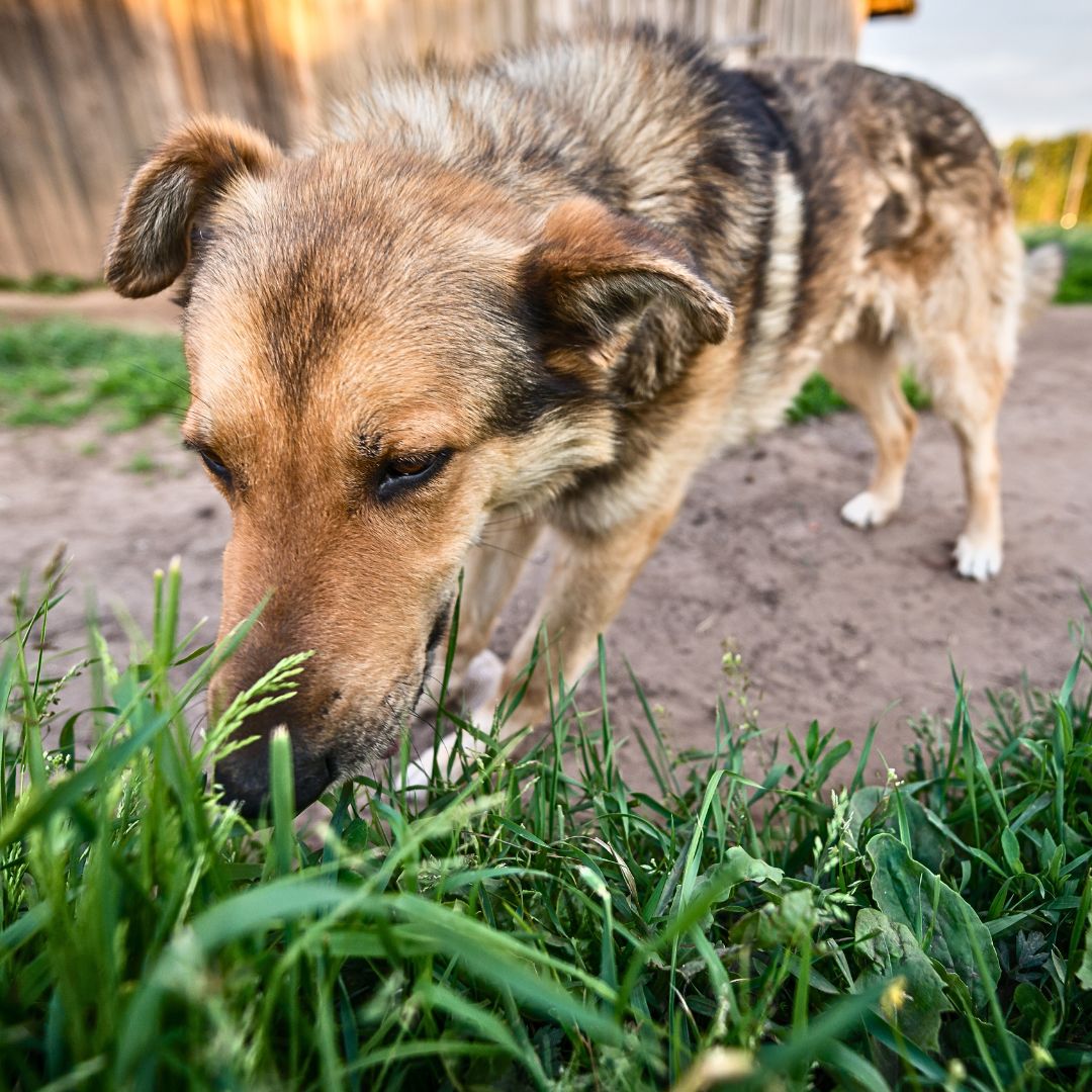 Is Your Dog Eating Grass Due to Boredom