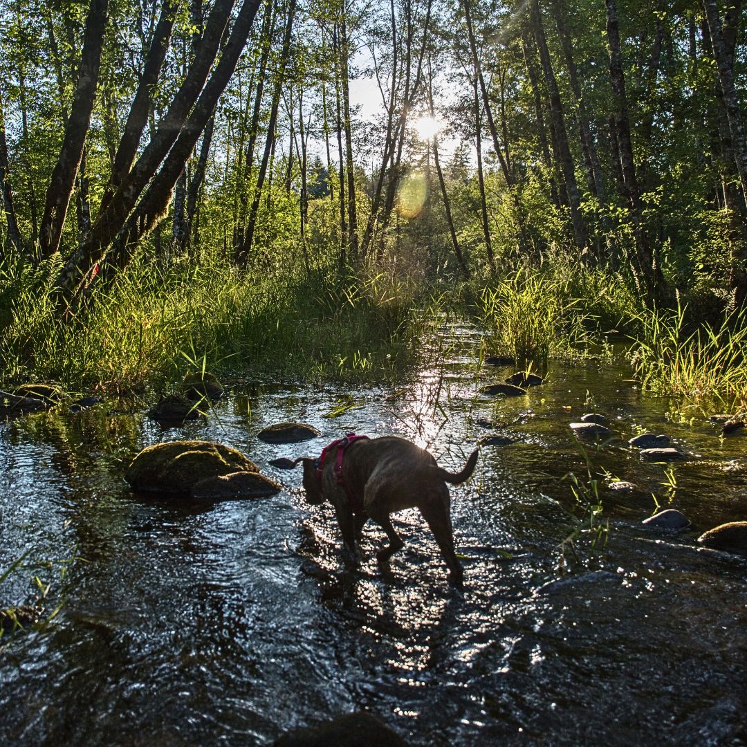 Understanding-Dog-Grass-Eating-Behavior