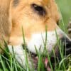 Why Does My Dog Eat Grass Reasons & Remedies  Why Does My Dog Eat Grass Reasons & Remedies