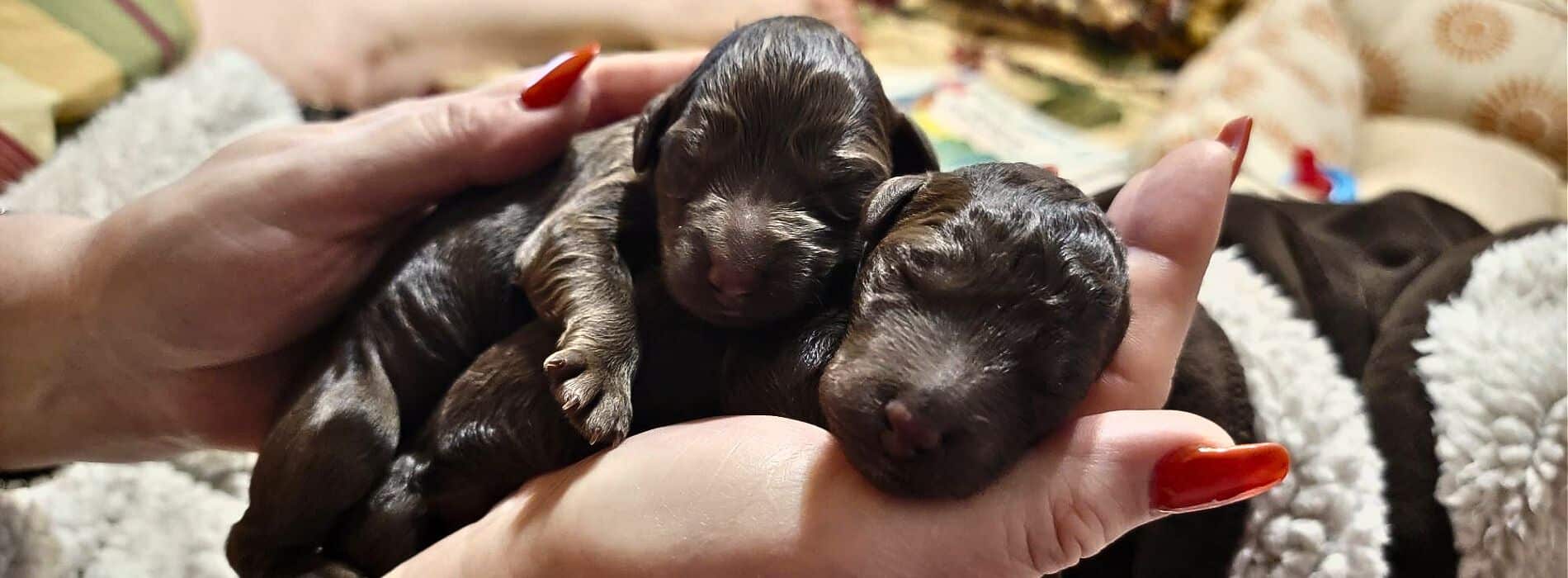 cucciolini_labradoodle_chocolate_puppies  cucciolini_labradoodle_chocolate_puppies2